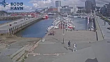 Molostua, Bodo kamera na żywo