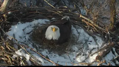 Bielik, Minnesota kamera na żywo