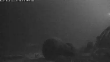 Bonaire Underwater Webcam Live Cam