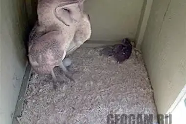 Bonnie và Clyde Owlcam