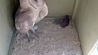 Bonnie và Clyde Owlcam phát trực tiếp qua webcam