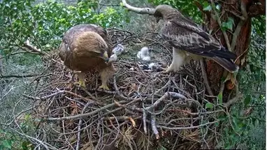 Tổ đại bàng khởi động, Công viên Dels Ports phát trực tiếp qua webcam