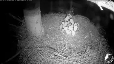 Ninho de coruja, Bubo, Letônia webcam ao vivo