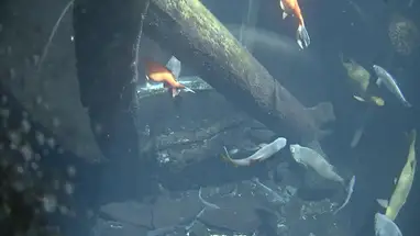 Lake Champlain, Vermont Live Cam