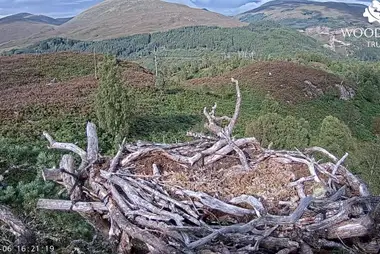 Webcam at the osprey's nest in the Caledonian Forest