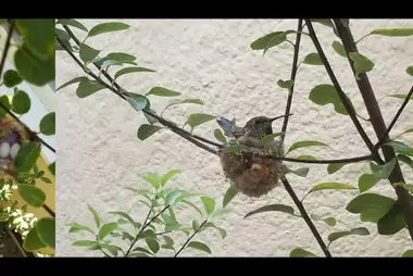 Gniazdo kolibra w południowej Kalifornii