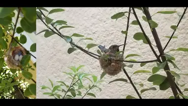 Kolibrienest, Zuid-Californië online-webcam