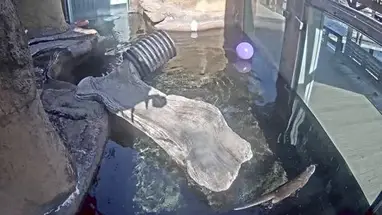 수달, 캘버트 해양 박물관 웹캠 라이브 스트림