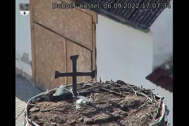 Webcam in the storks nest in Dubna village