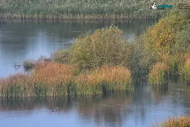 Naturschutzgebiet College Lake, Tring
