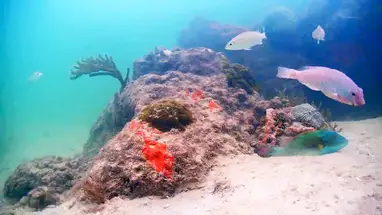 Coral City, recife urbano, Miami webcam ao vivo