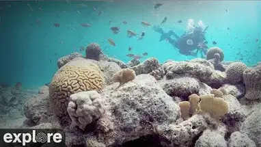 Bonaire coral nursery Live Cam