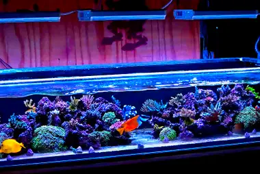 Acuario de arrecife de coral, Warren