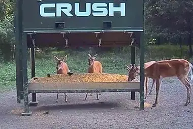 Crush Deer Cam