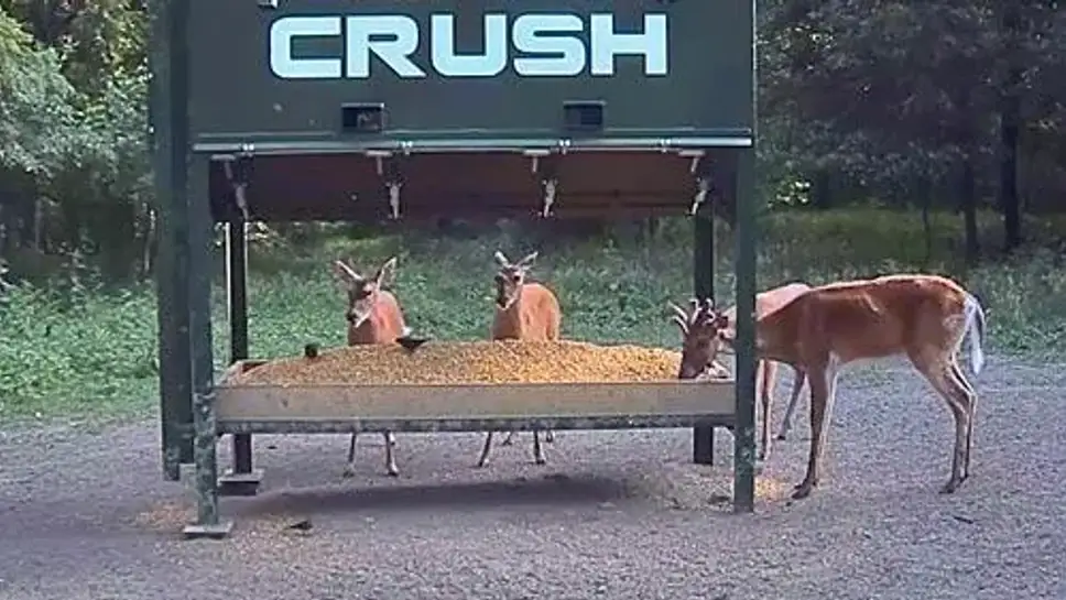 Webcam online Crush Deer Cam ▶️ Webcamera24