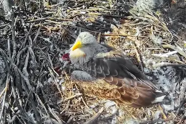 Webcam at the white-tailed eagle nest, Danube-Ipoly, Hungary