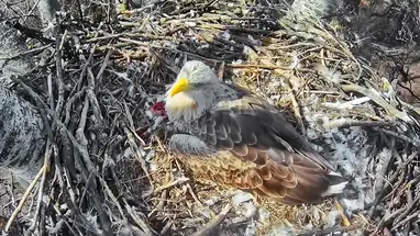 Ninho de águia de cauda branca, Parque Nacional Danúbio-Ipoly webcam ao vivo