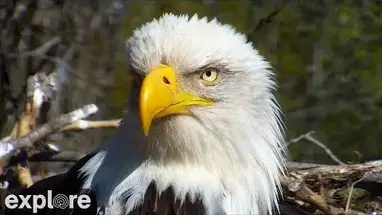 Decorah Eagles alimentato webcam dal vivo