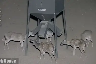 남부 텍사스 사슴 피더 캠