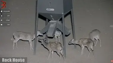 南テキサスの鹿フィーダーカメラ ウェブカメラのライブストリーム