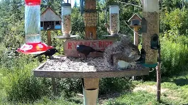 Ryan'ın Kuş Büfesi, Maine canlı web kamerası