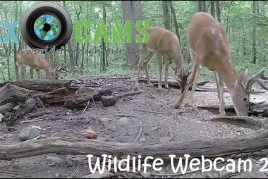Deer & Wildlife, Pennsylvania