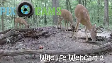 Veados e vida selvagem, Pensilvânia webcam ao vivo