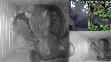 Ardillas bebé DelMarVa, Washington cámara web en vivo