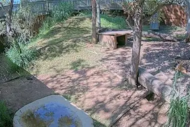 Dingo Habitat Cam
