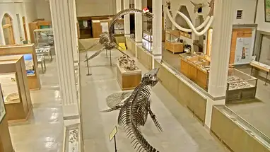 Dinosaurs, South Dakota School of Mines and Technology's Live Cam