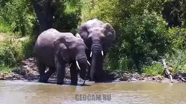 Веб-камера Заповедник Джума, Мпумаланга в реальном времени