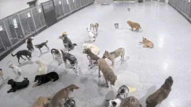 DogMode: North Inside, Cam Live Cam