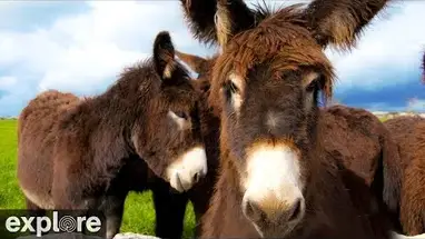 Ezelsstal, Ipswich online-webcam