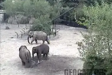 Elephants webcam