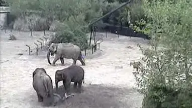 Elefantes, Zoológico de Dublin, Irlanda webcam ao vivo