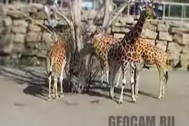 Giraffes, Dublin Zoo, Ireland