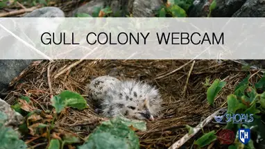 Isla del Pato, Maine cámara web en vivo