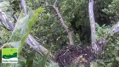 Duke Farms Eagle, comune di Hillsborough webcam dal vivo