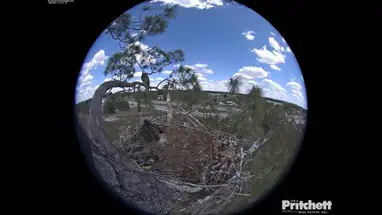 Nest van Amerikaanse zeearenden, Florida online-webcam