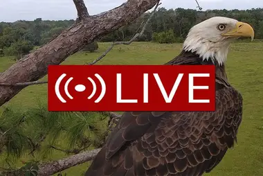 Bald Eagle Webcam, Florida