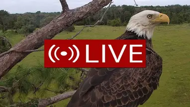 플로리다주 볼드이글 웹캠 라이브 스트림