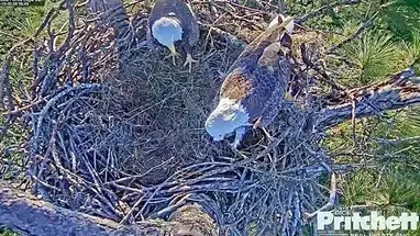 Eagle Nest Zuidwest-Florida online-webcam
