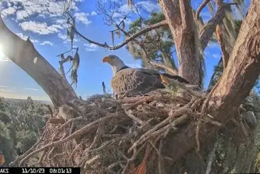 Eagle Nest Pepe và Muhlady, Florida