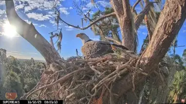 Eagle Nest Pepe e Muhlady, Florida webcam dal vivo