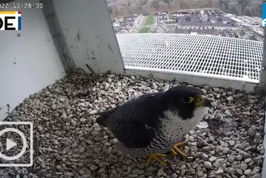 Webcam in the peregrine falcon nest, Ede, Netherlands