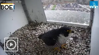 Peregrine Falcon nest, Ede, Netherlands Live Cam