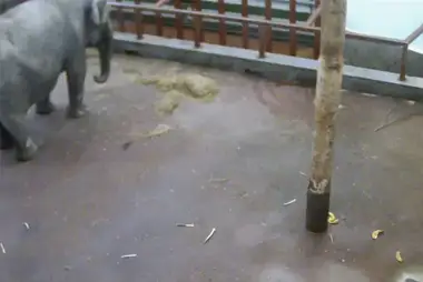 Elephant Dasha, Ekaterinburg Zoo