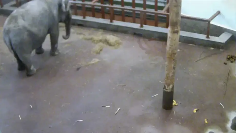 Live Webcam Elephant Dasha, Ekaterinburg Zoo ️ Webcamera24