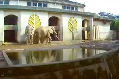Recinto de los elefantes, Zoológico de Kumamoto