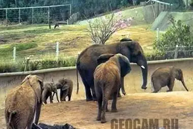 Слоновья ферма, зоопарк Сан-Диего